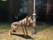 АХВ ќе утврдува дали заловеното животно е волк или куче