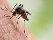 Трета жртва од западнонилска треска, најмладиот хоспитализиран има 25 години