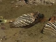 Коски од мамут пронајдени во Дунав во Бугарија